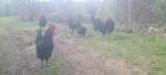 Poules gasconnes
